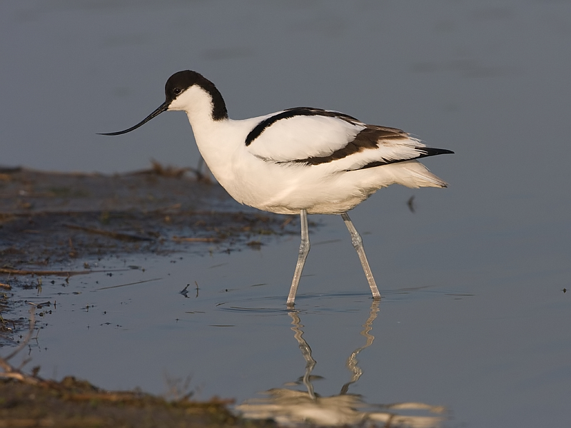 Recurvirostra avosetta Kluut Avocet